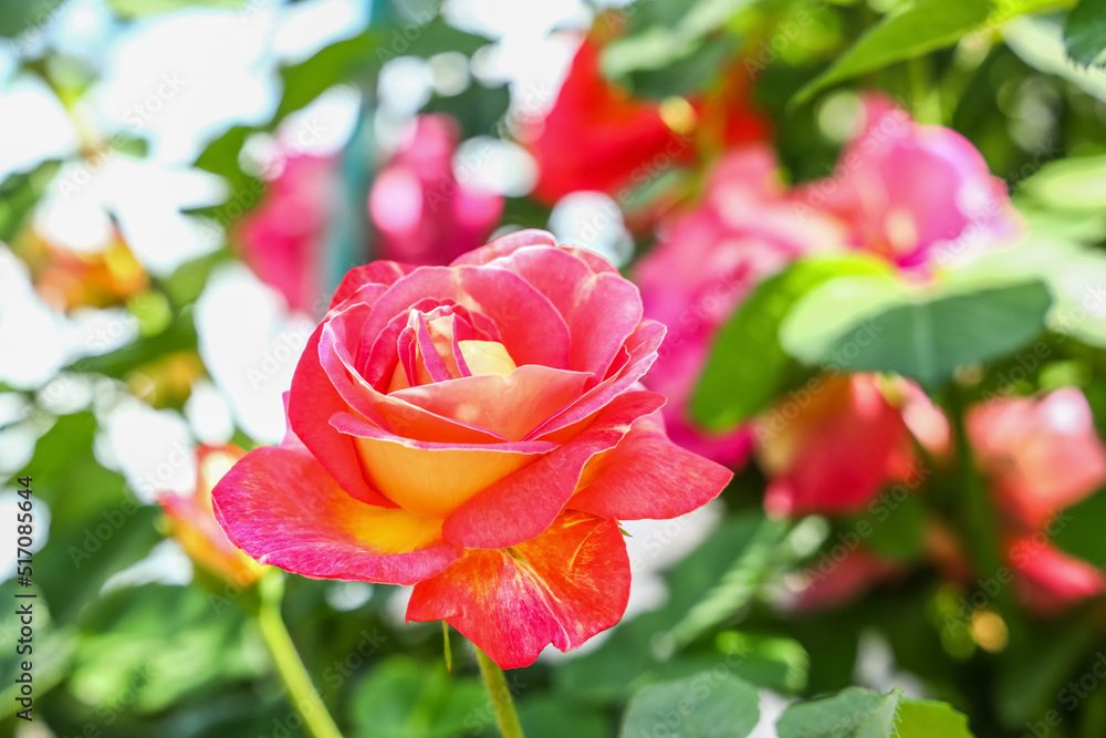 Closeup view of beautiful rose flower in garden on sunny day