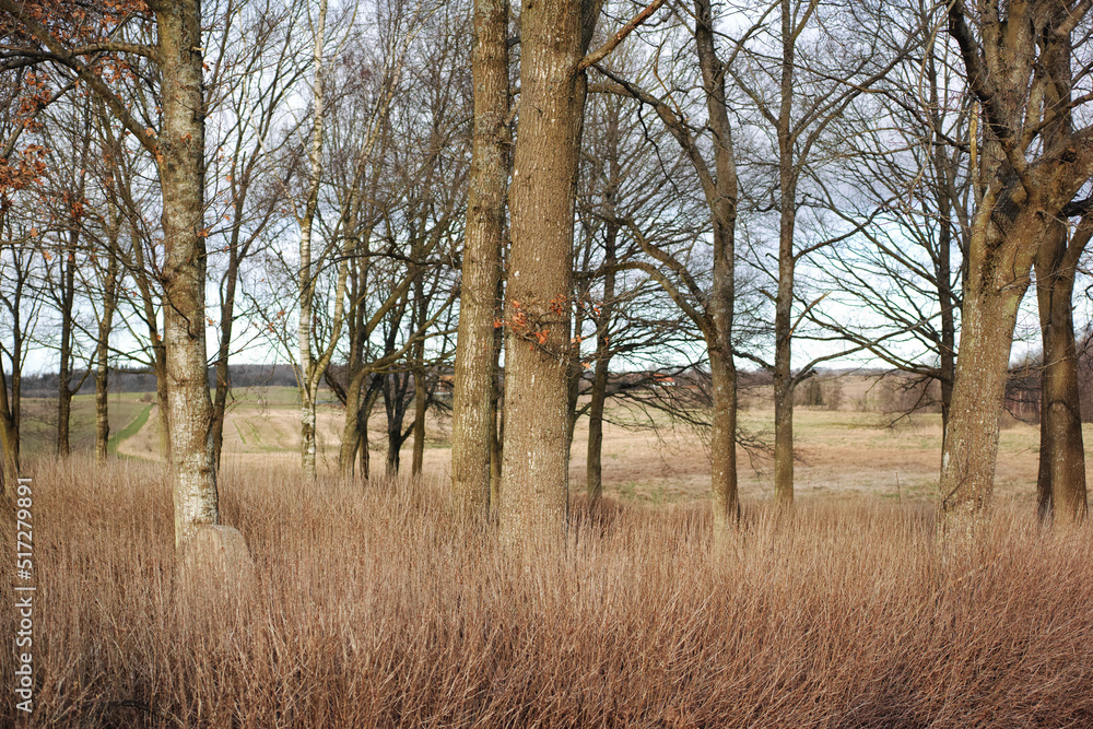 Autumn leafless trees in a forest on clear day with copy space. Nature landscape of many tree branch