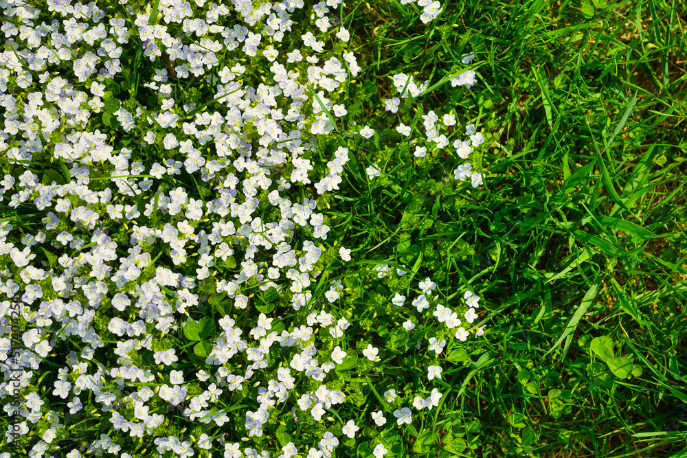 Spring flowers and fresh green grass. Plants as a background. Small whole flowers. Nature and plants