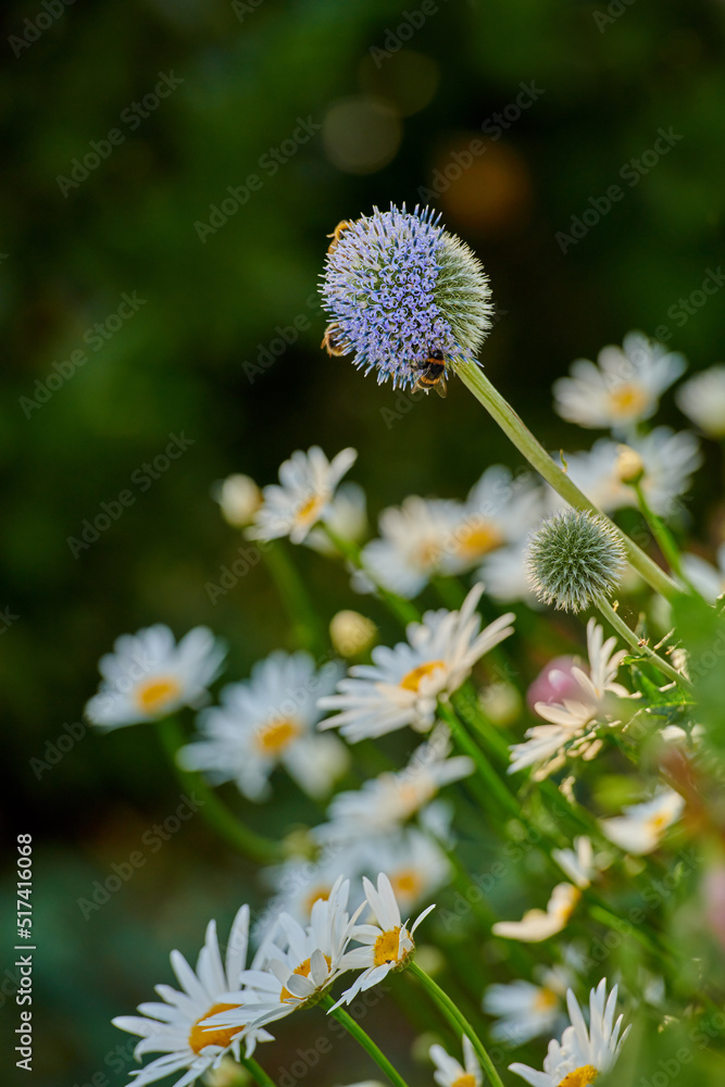 蜜蜂在绿色背景和复制空间模糊的地球蓟花上授粉。Echinops an