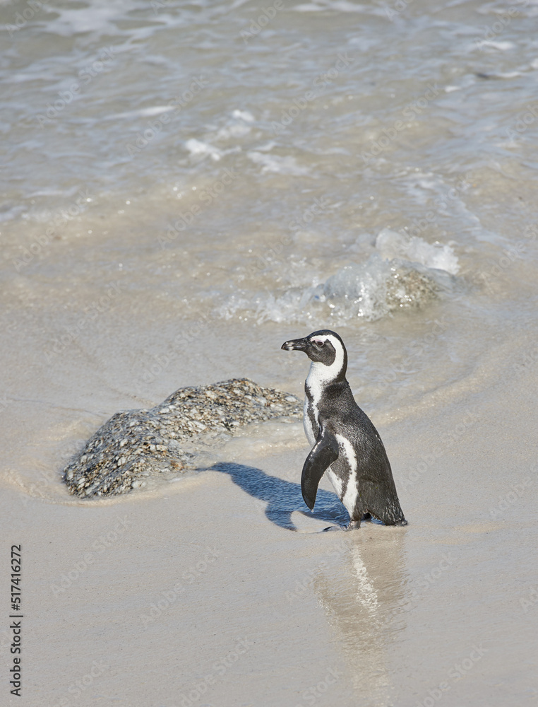 A penguin standing in shallow sea water. One flightless bird on a beach in its natural habitat. An e