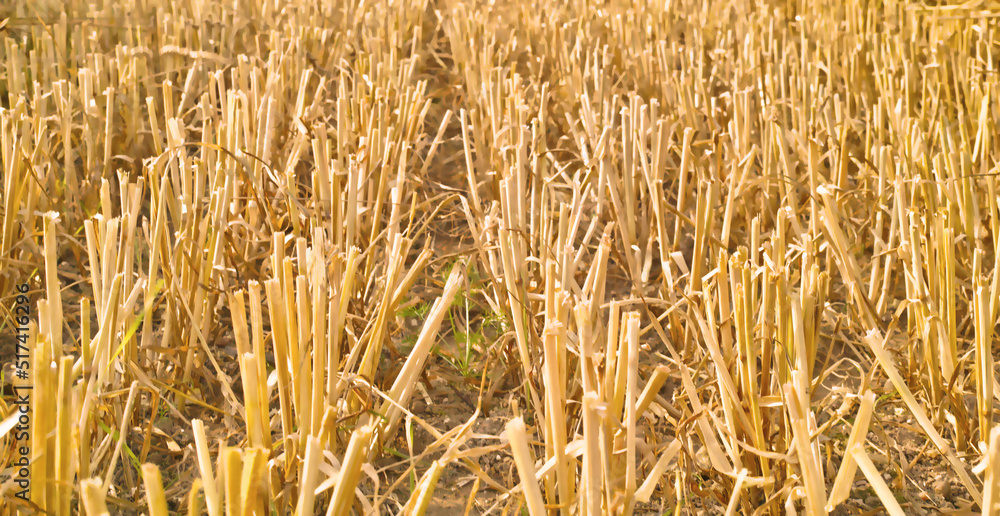 Harvested rows of wheat and hay in an open field on an agricultural and organic rural farm. Cut stal