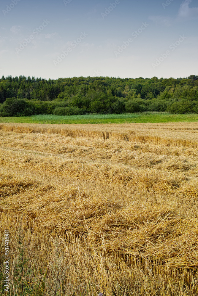 An open cornfield or meadow with brown grass and green trees against the horizon under clear blue sk