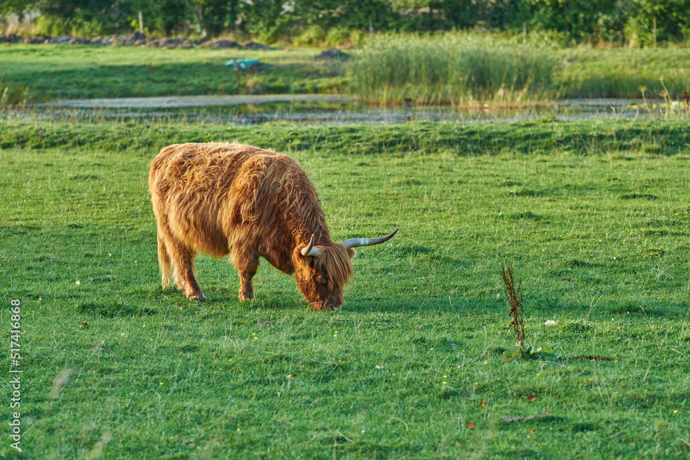 Grass fed Highland cow on farm pasture, grazing and raised for dairy, meat or beef industry. Full le