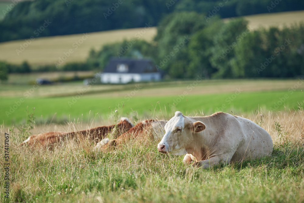 Brown and white cows lying on a field and farmland in the background with copy space. Cattle or live