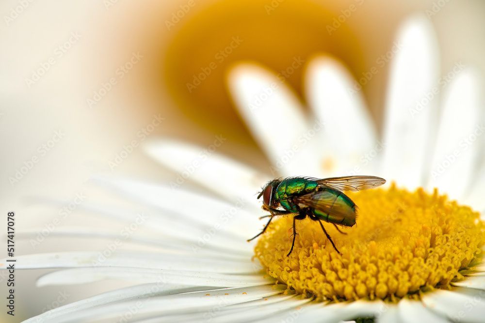 Common green bottle fly pollinating a white daisy flower outdoors. Closeup of one blowfly feeding of