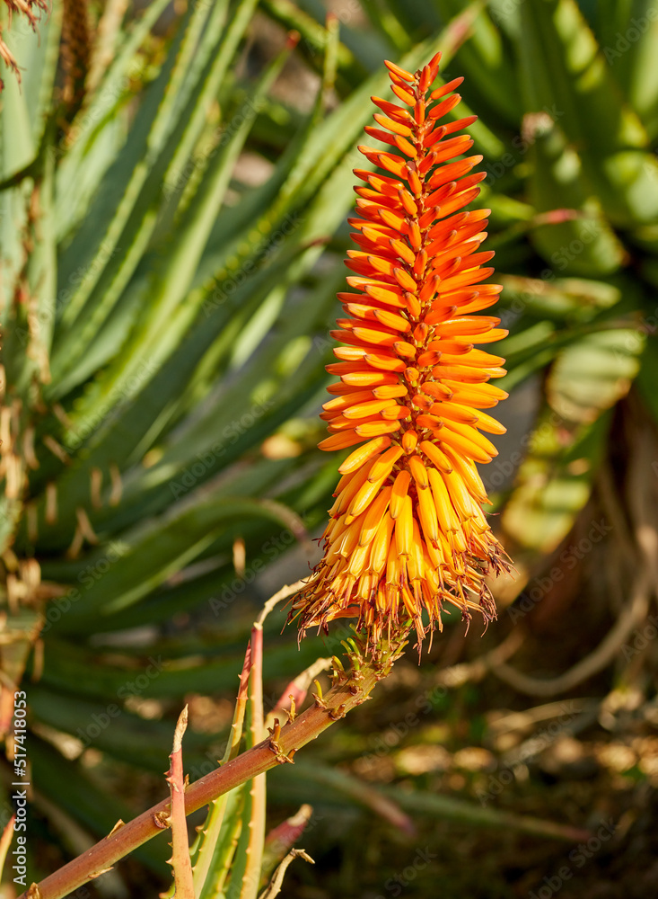 Vibrant Candelabra Aloe flora growing in a backyard garden or outdoors in nature on a sunny summer d