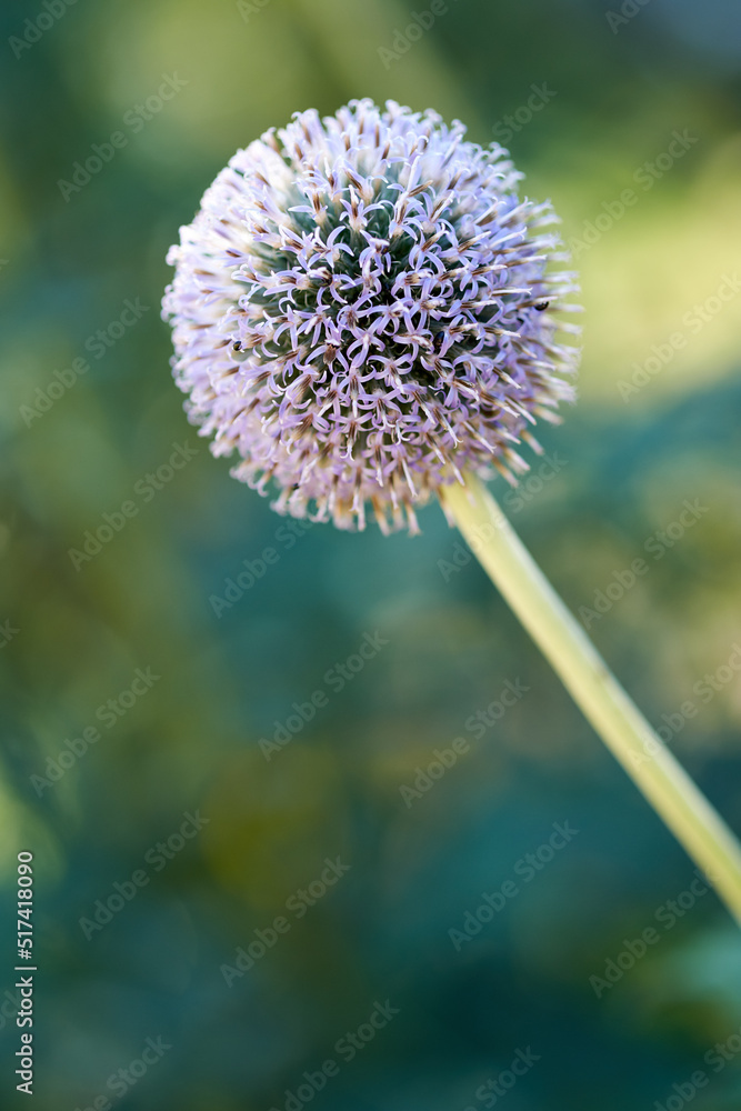 一朵野生地球蓟花在私人花园里开花授粉的特写