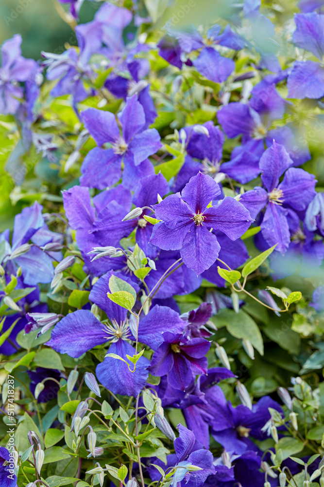 紫色蔓越莓花生长在花园里。许多明亮的天竺葵多年生开花植物
1246196612,蔬菜木箱图标。农业、作物和收获符号。隔离矢量图像