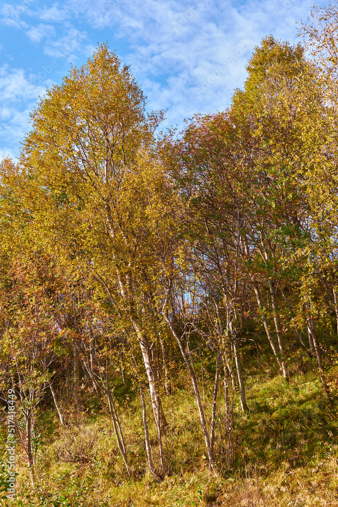 Bright deserted woods with lush orange scenery and flora. Trees in an autumn forest in nature agains