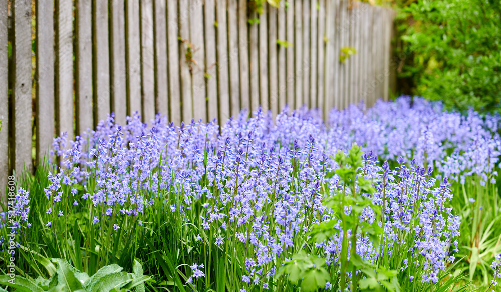 Field of vibrant flowers in a meadow outside in spring. Colorful purple blooms of bluebells or hyaci