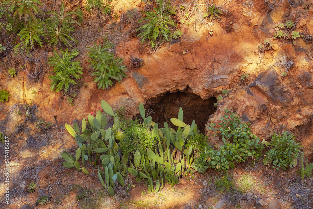 Green plants growing on desert land on a sunny summer day. Dry red rocky soil with green foliage and