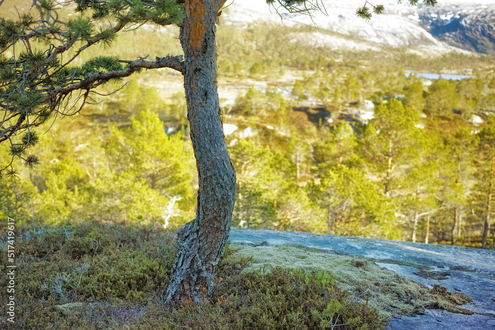 Environmental nature conservation or reserve of mountain pine trees in remote, coniferous forest in 