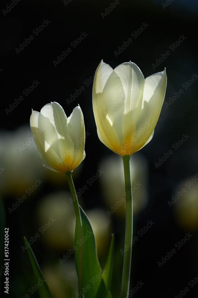 Two white tulips on a dark background. Spring perennial flowering plants grown as ornaments for its 