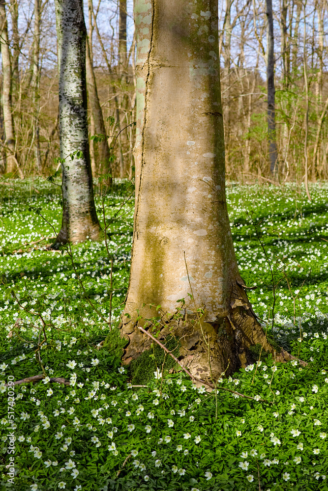 Tall trees in a vinrant lush forest with bright green plants and white flowers growing on a sunny sp