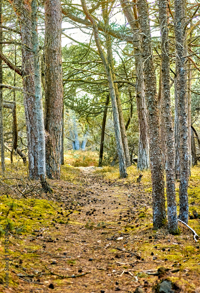 Secret and mysterious pathway in the countryside leading to a magical forest where adventure awaits.