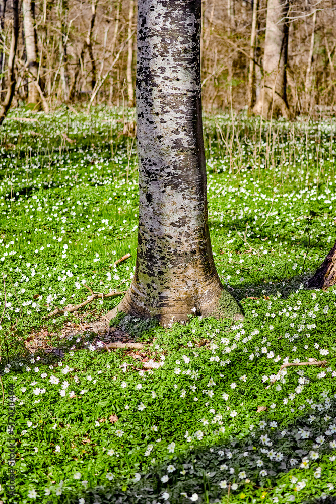 Floral field with trees in a forest. Beautiful landscape of many wood anemone flowers blooming or gr