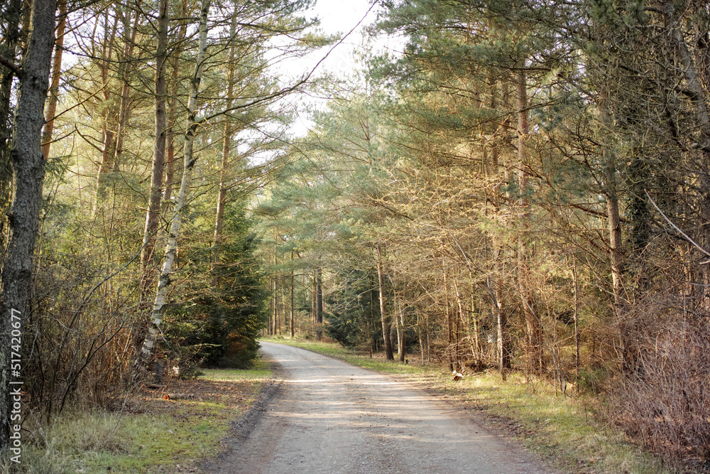 A road through a dry forest with tall lush green trees on a sunny summer afternoon. Peaceful and sce