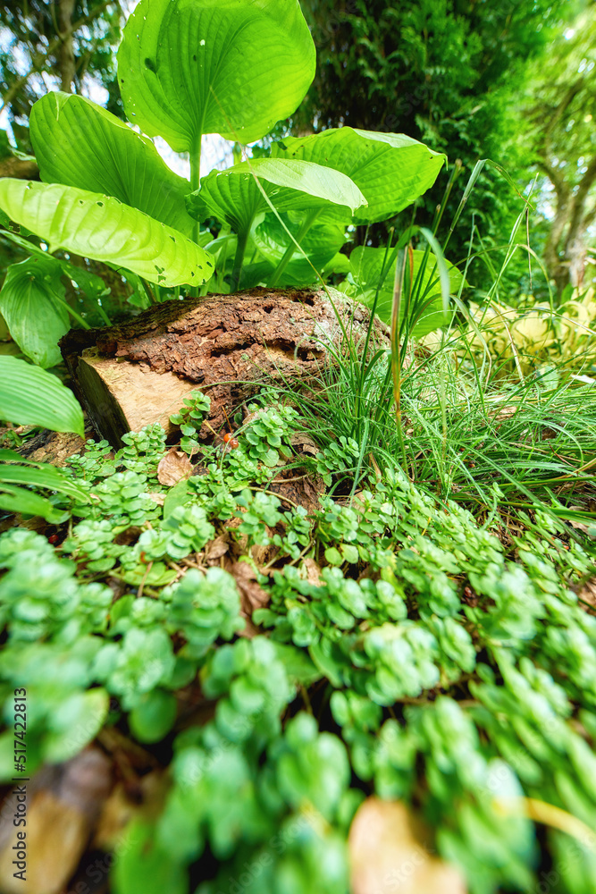 Closeup of tropical plants in the forest. Nature background of green leaves and floral growth outsid