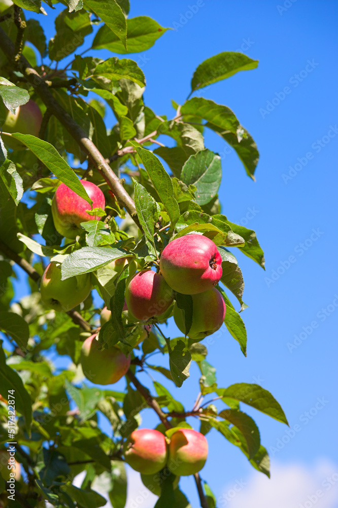 Group of red apples on an orchard tree on a blue sky background. Organic fruit growing on a cultivat