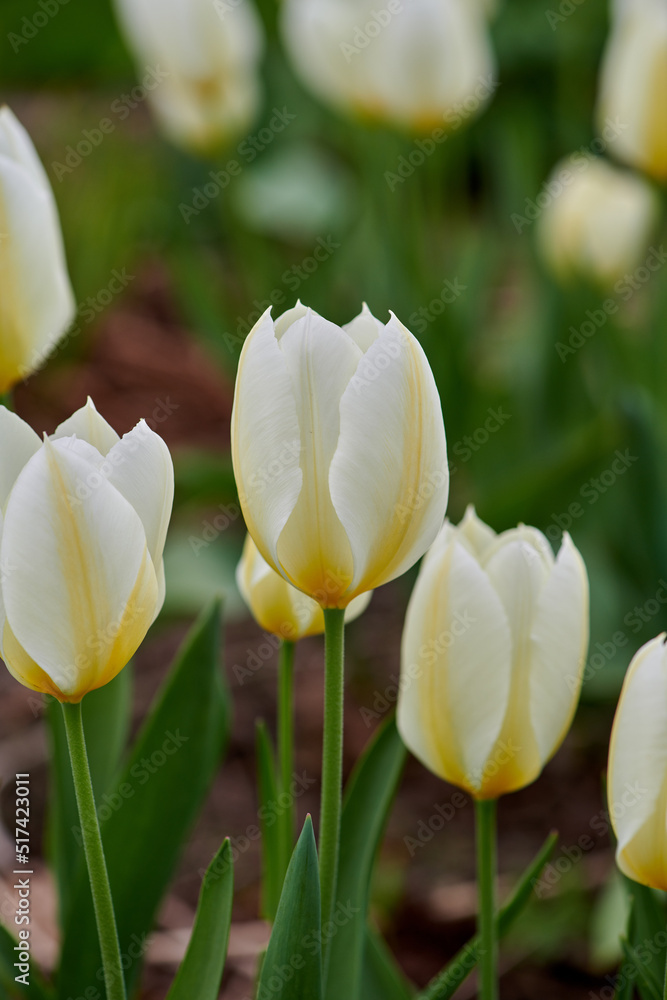 Tulips growing in a green backyard garden against a nature background. Beautiful flowering plants fl