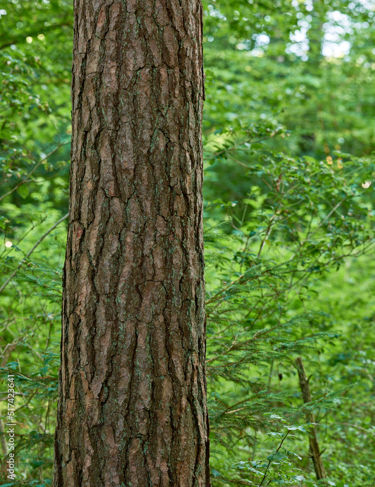 Closeup of a tree trunk in a forest. A beautiful wild nature landscape of lush green leaves in the w