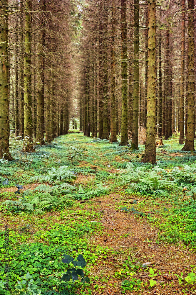 Landscape of a secluded grown planted forest with cultivated pine trees in a row. Scenic view of des