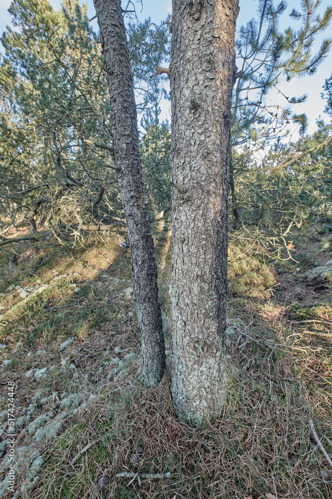 Closeup of a pine tree trunk growing in boreal woodland. Distorted view of a coniferous forest plant