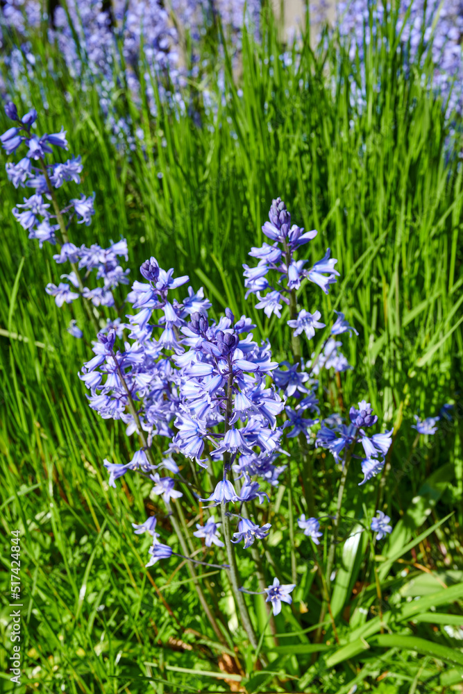 Bluebell flowers growing in a botanical garden in summer. Top view of beautiful Scilla siberica flow