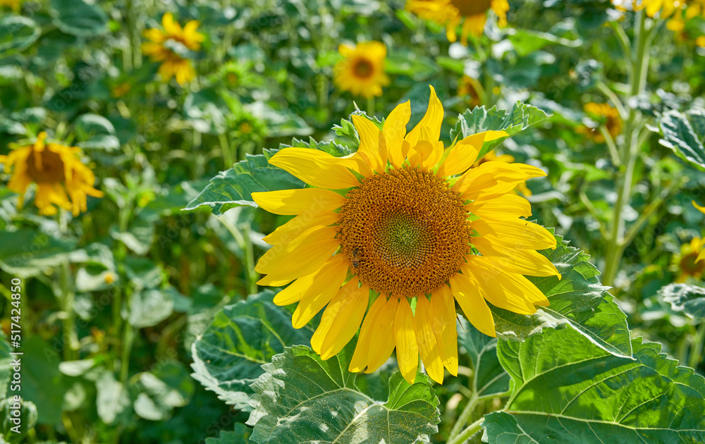 夏天户外田野或植物园里生长的常见黄色向日葵。Heliantu