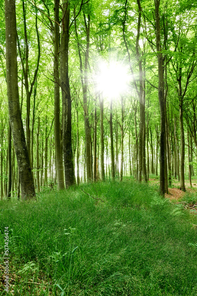 Magical green forest with sun rays in spring. Landscape of a beautiful and peaceful nature environme