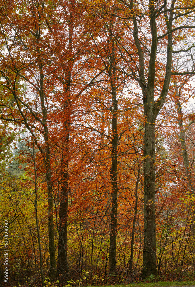 A wild forest in the autumn wilderness. Secluded woodland filled with big trees, vegetation and plan