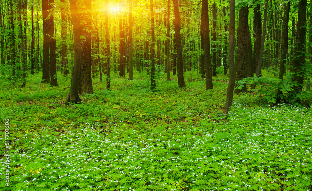 Green forest in spring