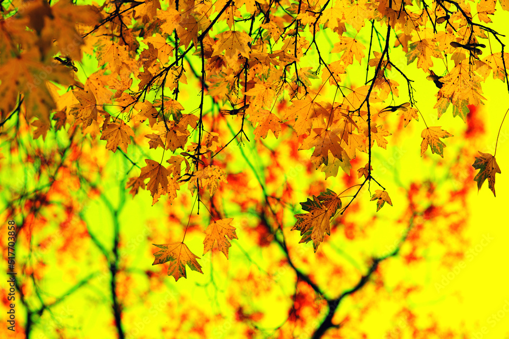 Autumn leaves on the green