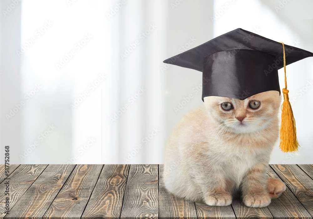 A cute cat in a graduates hat, education, homework, youth, lifestyle concept