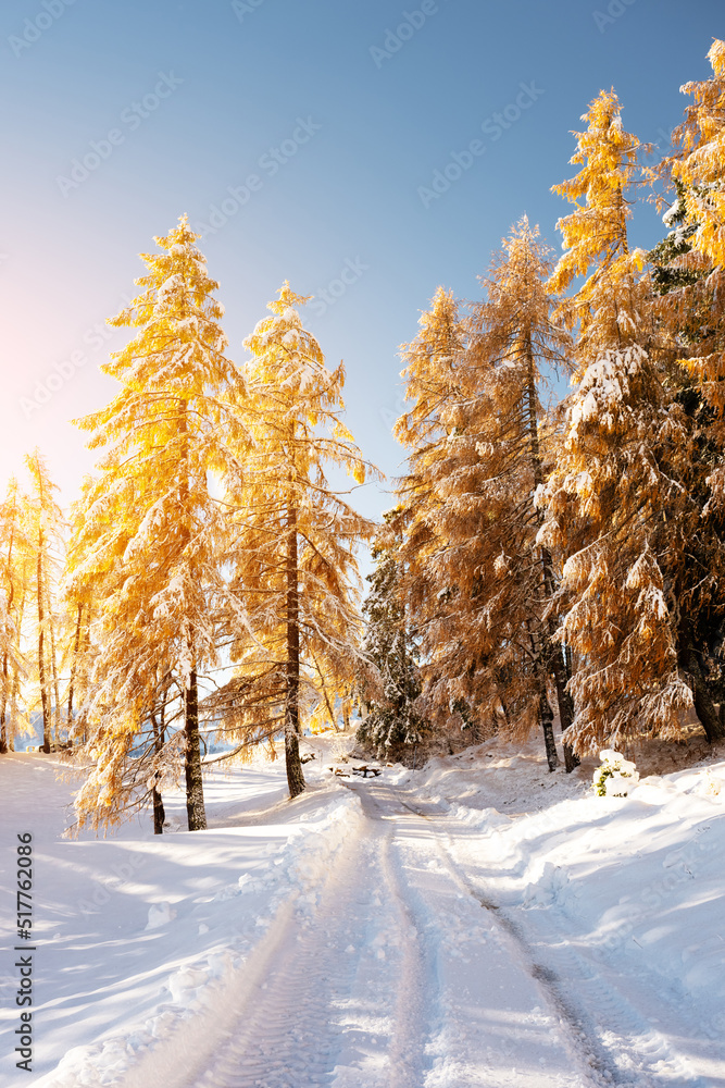 Seiser Alm的Alpe di Siusi草地上第一场雪覆盖着橙色的落叶松，风景如画。