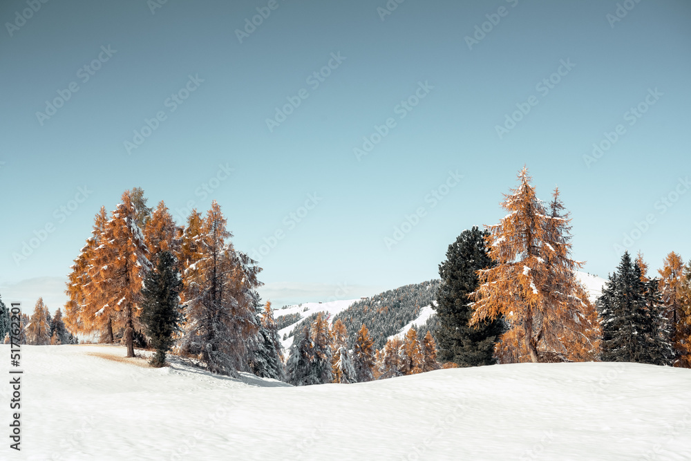 Seiser Alm Alpe di Siusi草地上的橙色落叶松被初雪覆盖，风景如画。