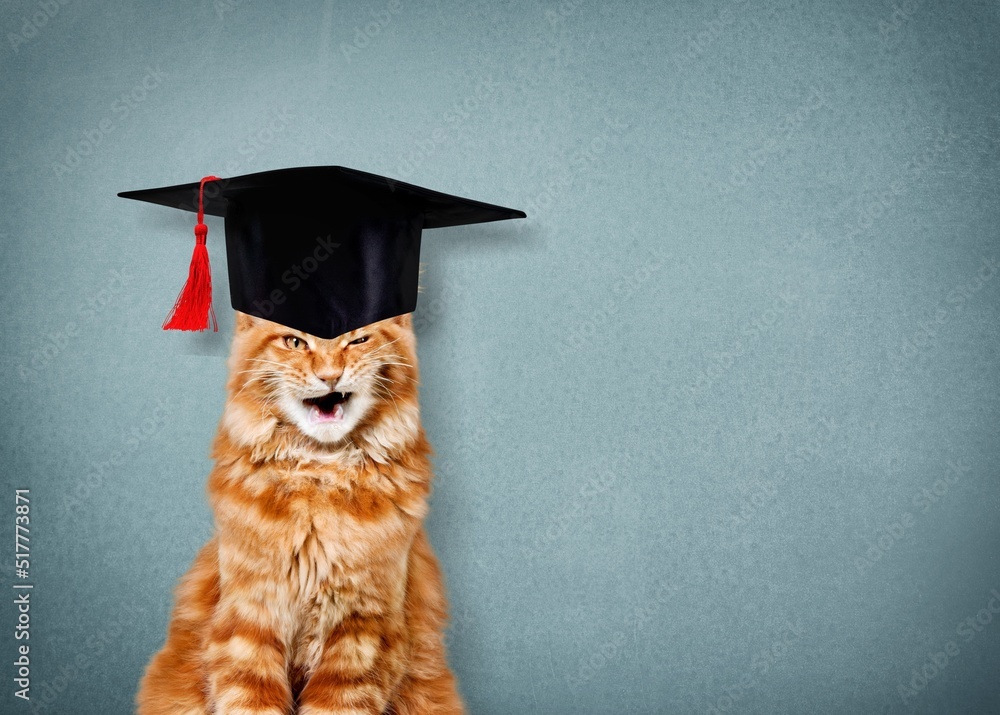 A cute cat in a graduates hat, education, homework, youth, lifestyle concept