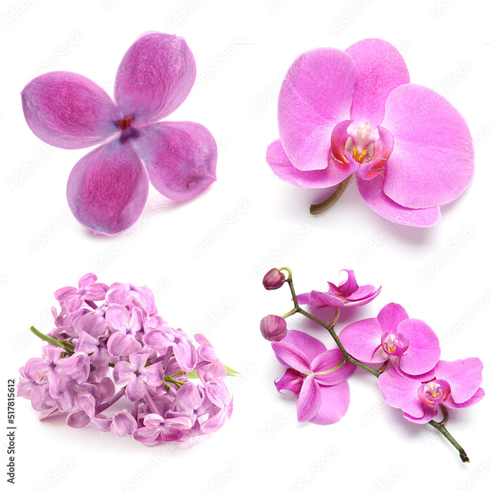 Set of beautiful fresh lilac and orchid flowers isolated on white