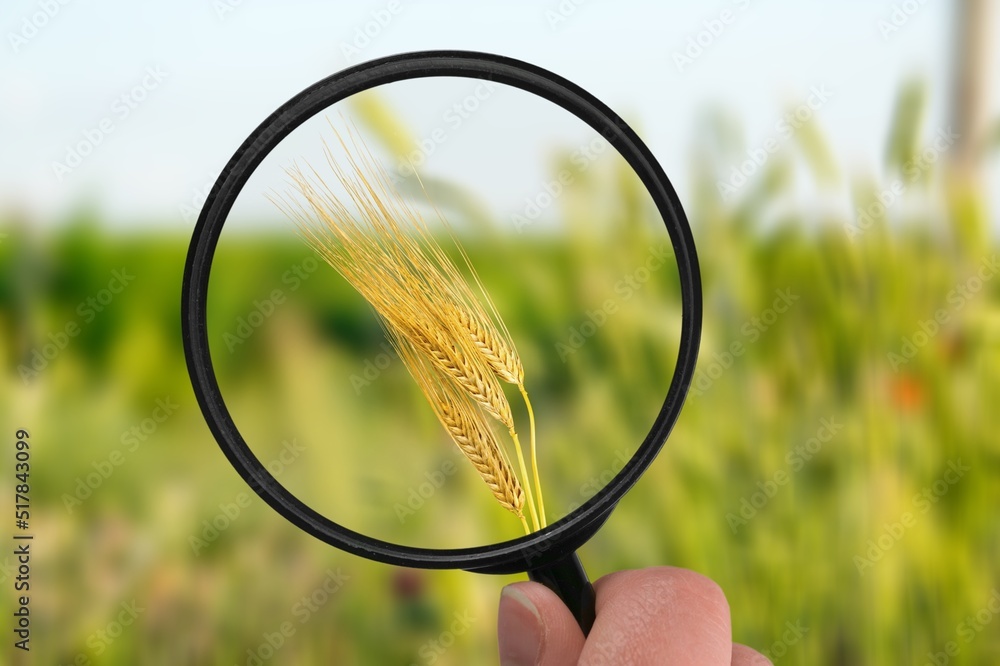 Hands holds magnifying glass screen wheat seed with sunflare on field. Wheat farming production conc