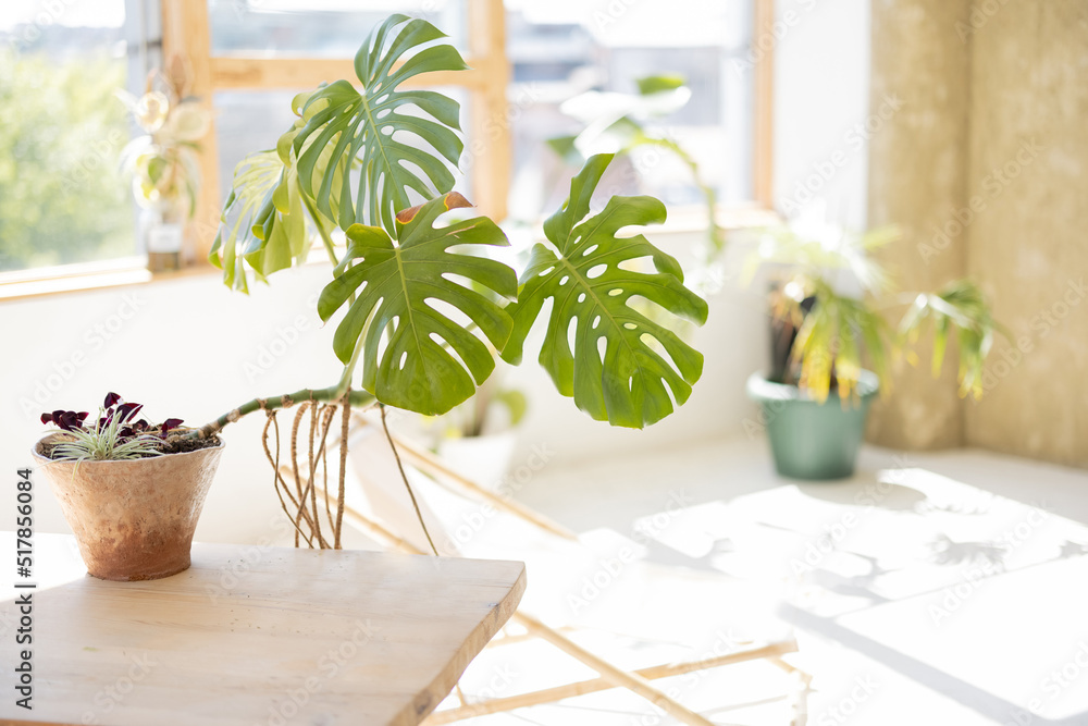 Sunny room with green plants in flower pots