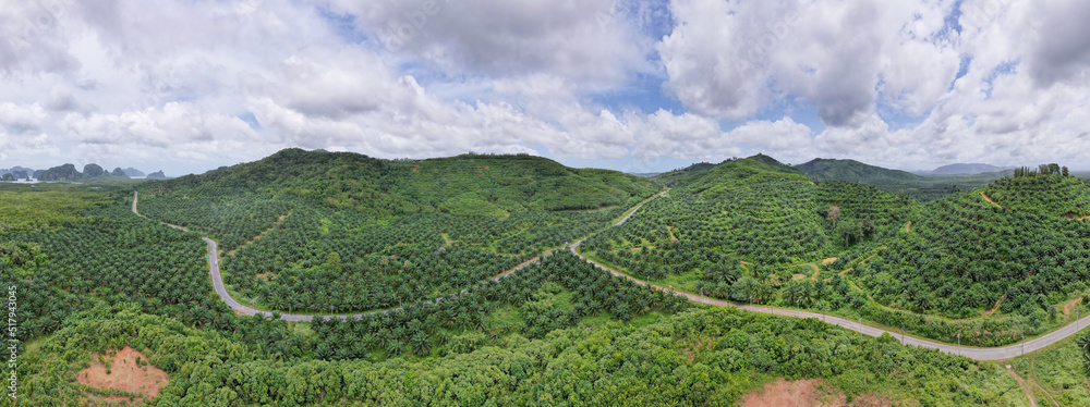 鸟瞰无人机拍摄全景棕榈树种植园雨林景观自然风光