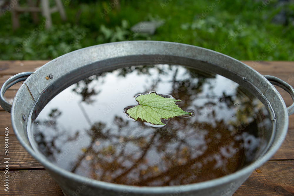 绿色葡萄叶漂浮在碗里的水上