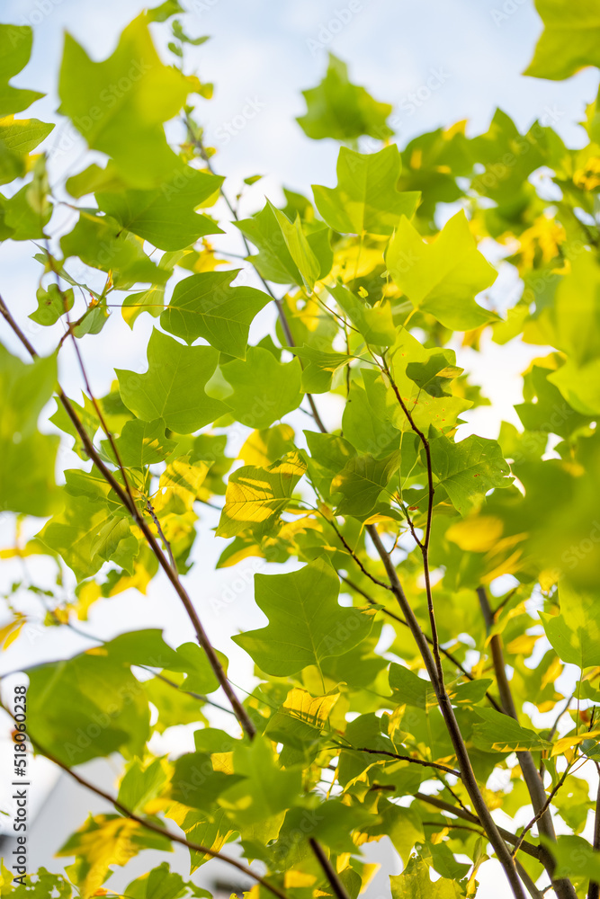 Tulip tree leaves on the background of the sky