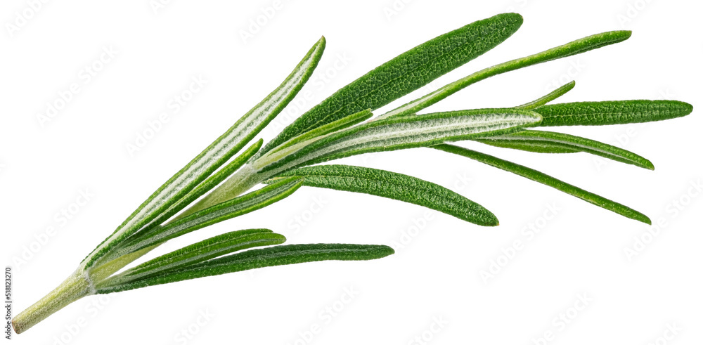 Rosemary twig isolated on white background