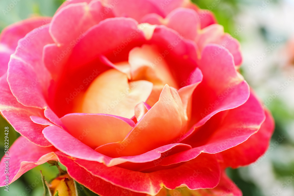 Closeup view of beautiful blooming rose bud