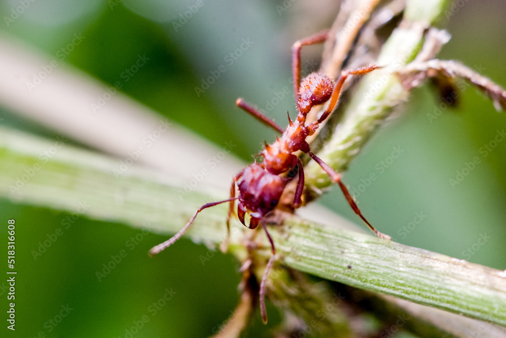 Insect ant in Machu Picchu area Peru. Fauna of Soth America.