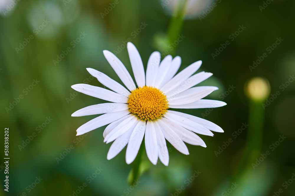 Closeup detail of beautiful Daisy growing in a garden on a summer day. One vibrant white flower bloo