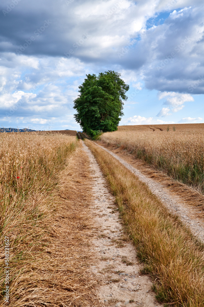 Beautiful landscape of a farm with a path and lush tree against a cloudy blue sky background. Large 