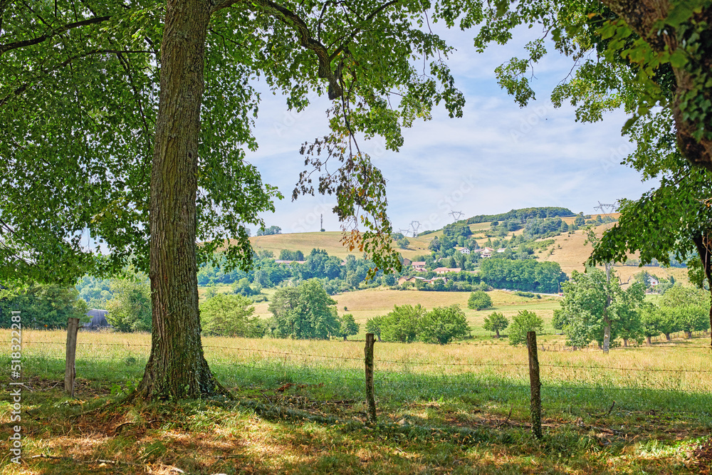 A green countryside landscape of trees and a blue sky in nature. Beautiful natural farm view of fres